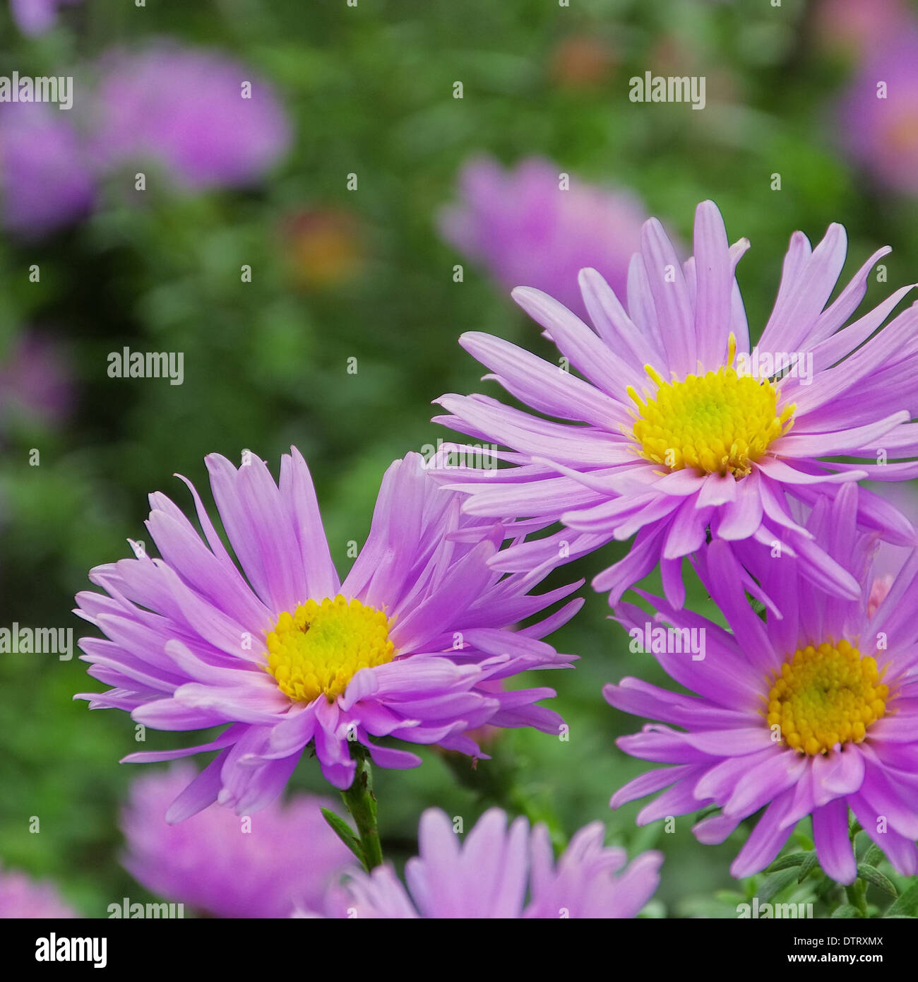 Die aster Fotos und Bildmaterial in hoher Auflösung Alamy