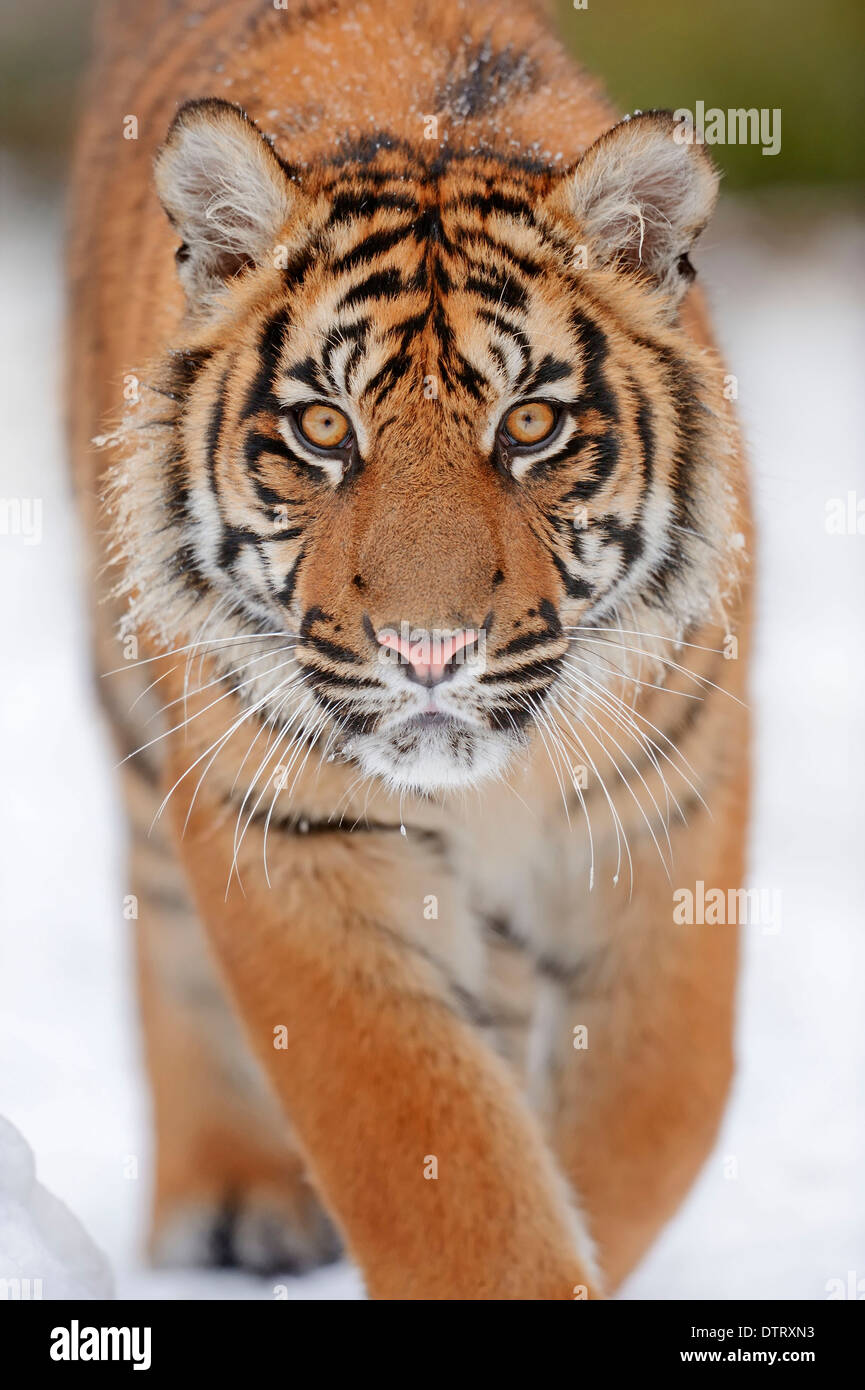 Gehstock / (Extatosoma Tiaratum) / Maclaey Gespenst Stabheuschrecke, Spiney Stabheuschrecke, riesige stacheligen Stabheuschrecke Stockfoto