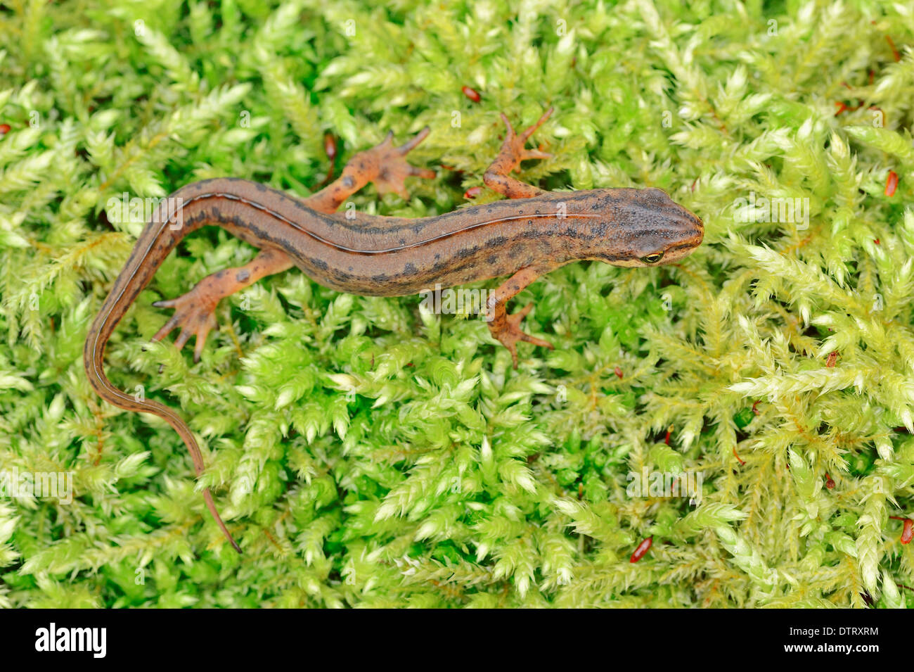 Gemeinsamen Maikäfer, North Rhine-Westphalia, Deutschland / (Melolontha Melolontha) / Maikäfer Stockfoto