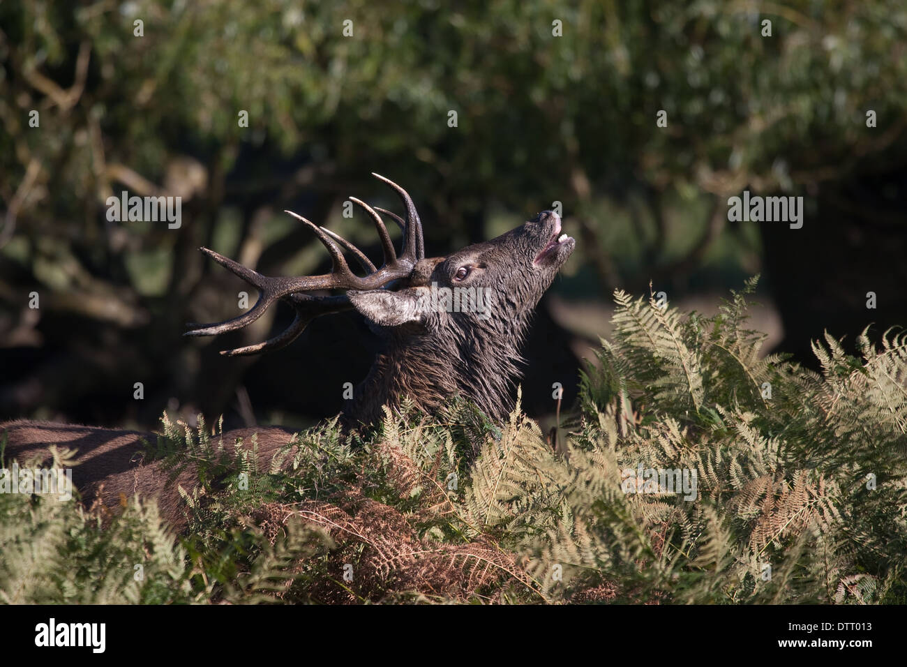 Rotwild-Hirsch brüllen in einer dominanten Haltung. Stockfoto