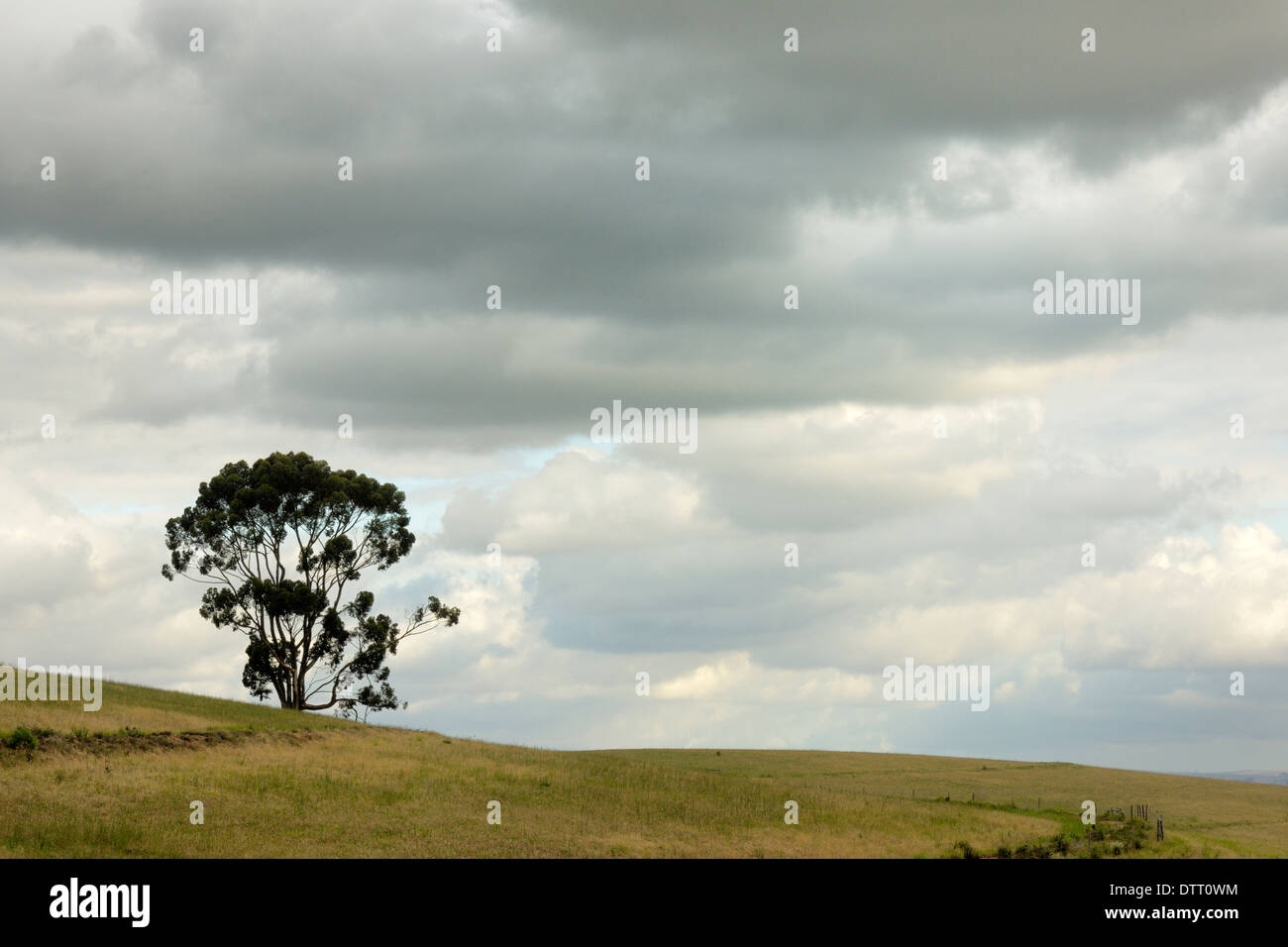 Einem großen Eukalyptusbaum (Gum Tree) an den Hängen des einen landwirtschaftlichen Bereich in der Provinz Westkap in Südafrika Stockfoto