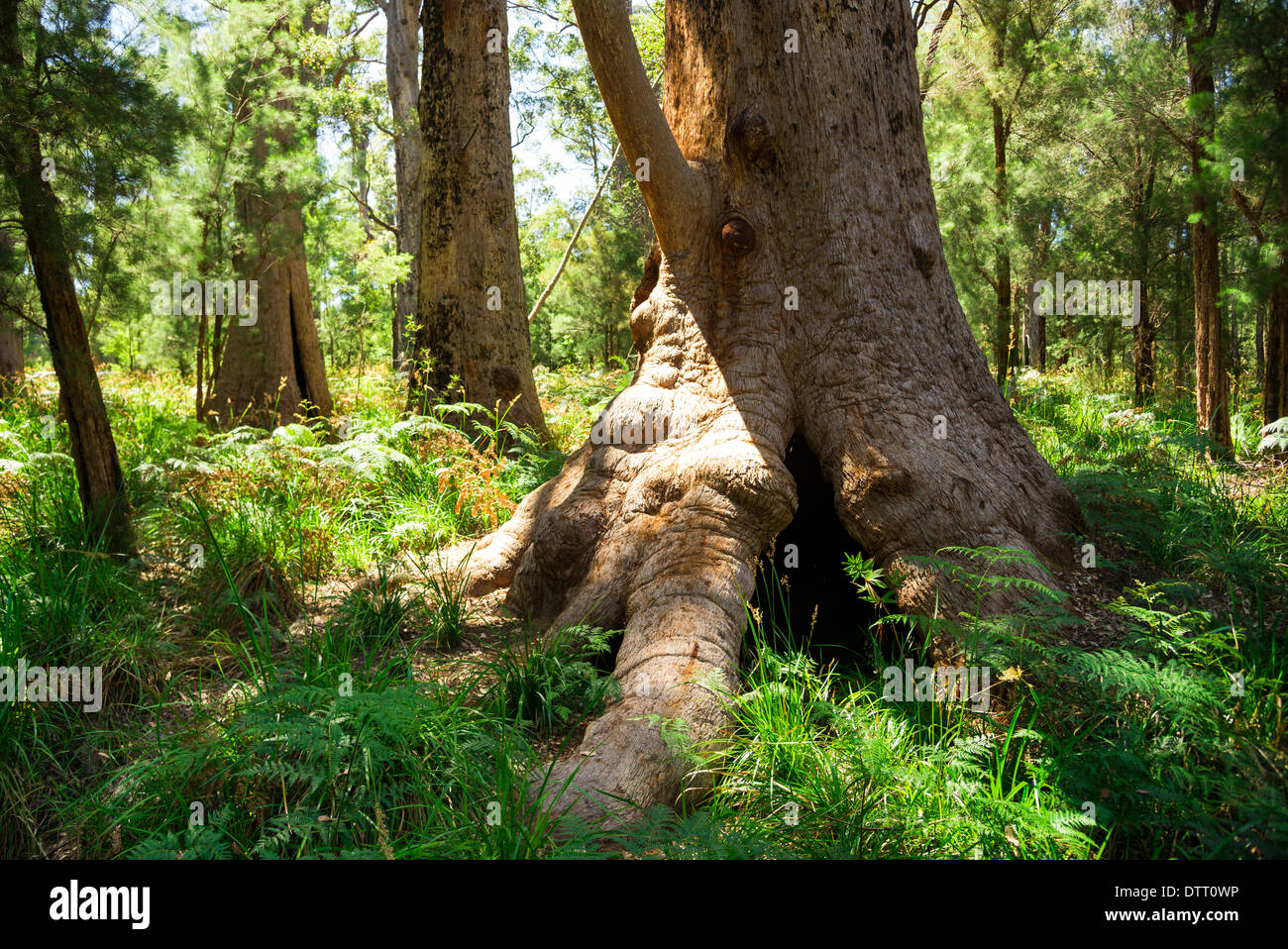 Großer Baum im Wald "Valley of the Giants" von Western Australia Stockfoto