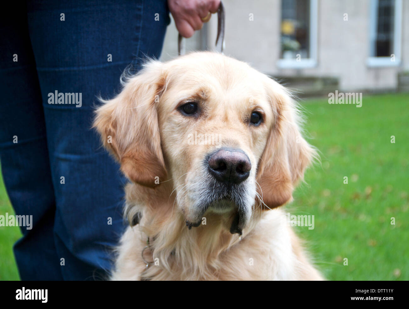 Ein Blindenhund im Training warten mit dem handler Stockfoto