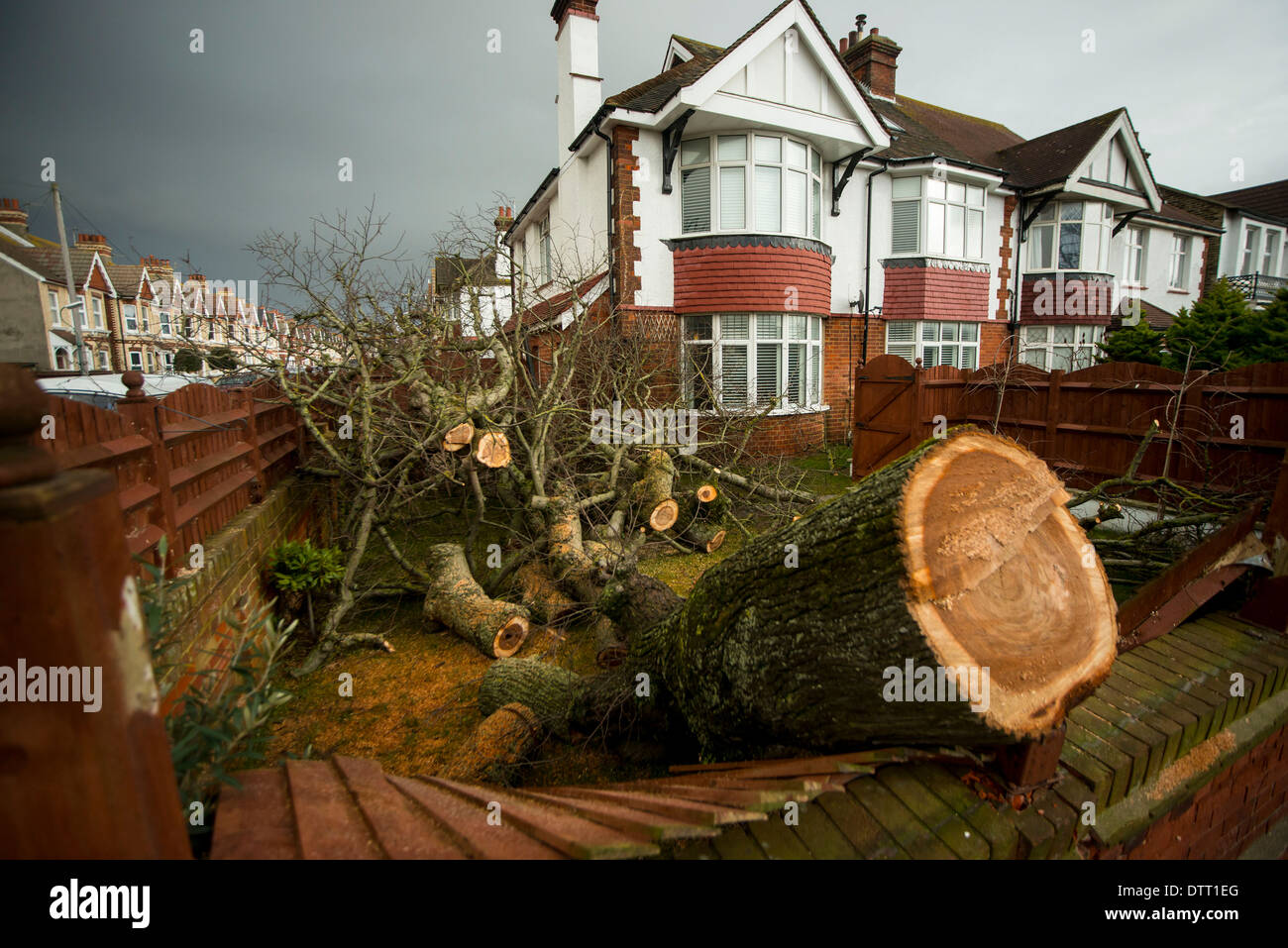 Ein Baum legt in jemandes Vorgarten, nachdem es wurde entwurzelt, ihren Zaun zertrümmert und schlug das Haus. Stockfoto