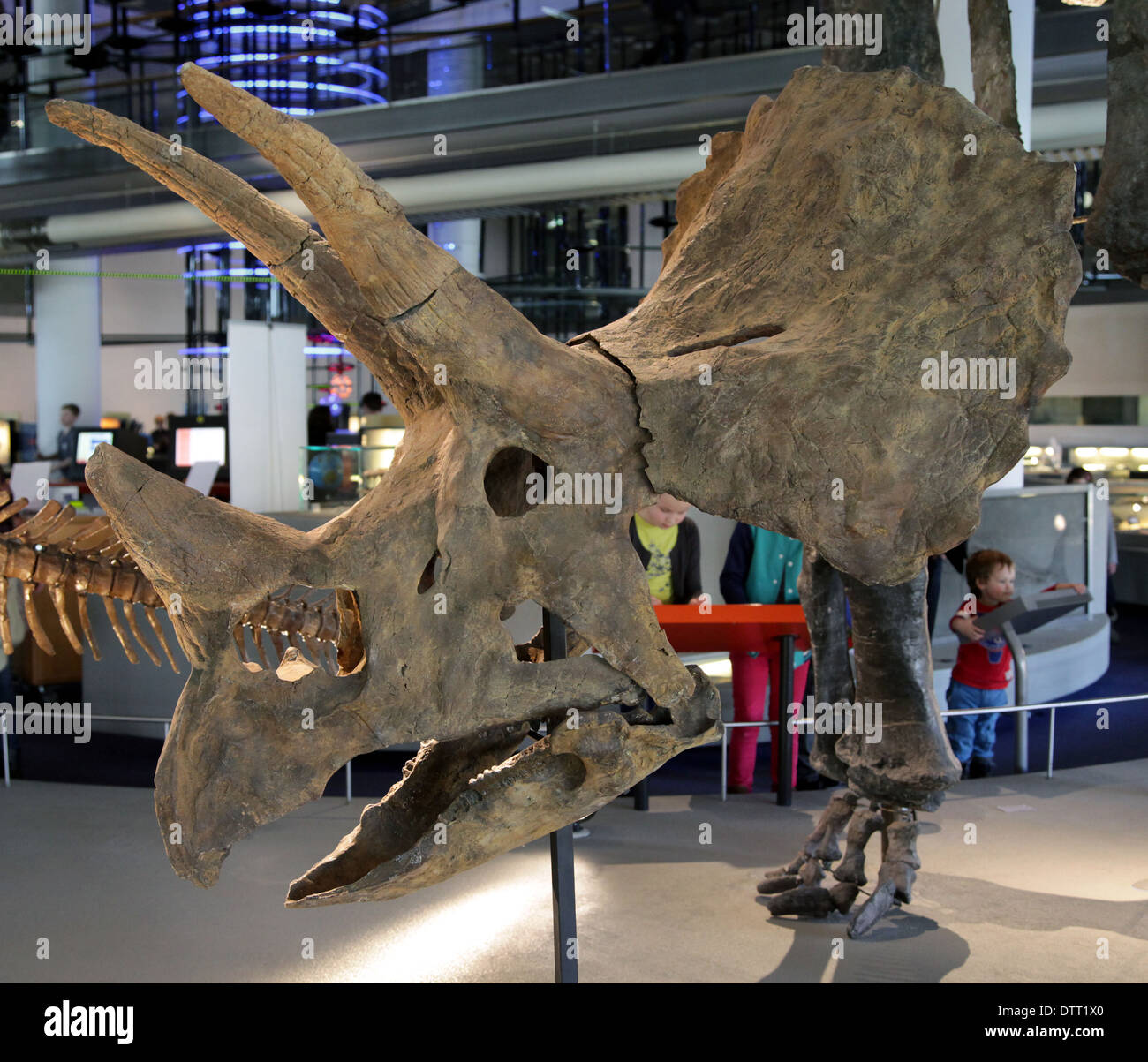 Schädel-Dinosaurier. Triceratops horridus. Wyoming USA.68-65 Mio. Spätkreide. Dinosaurierschädel Stockfoto