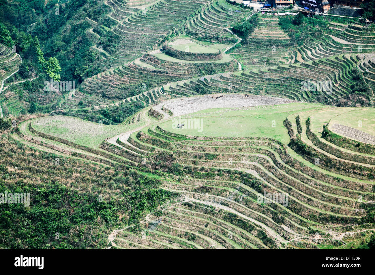 mit Blick auf den terrassenförmig angelegten Feldern Stockfoto
