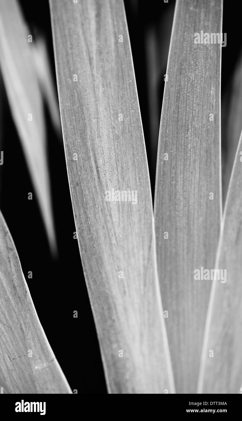 Abstrakte Natur Form in schwarz / weiß, Nahaufnahme von Schilf Blätter. Stockfoto