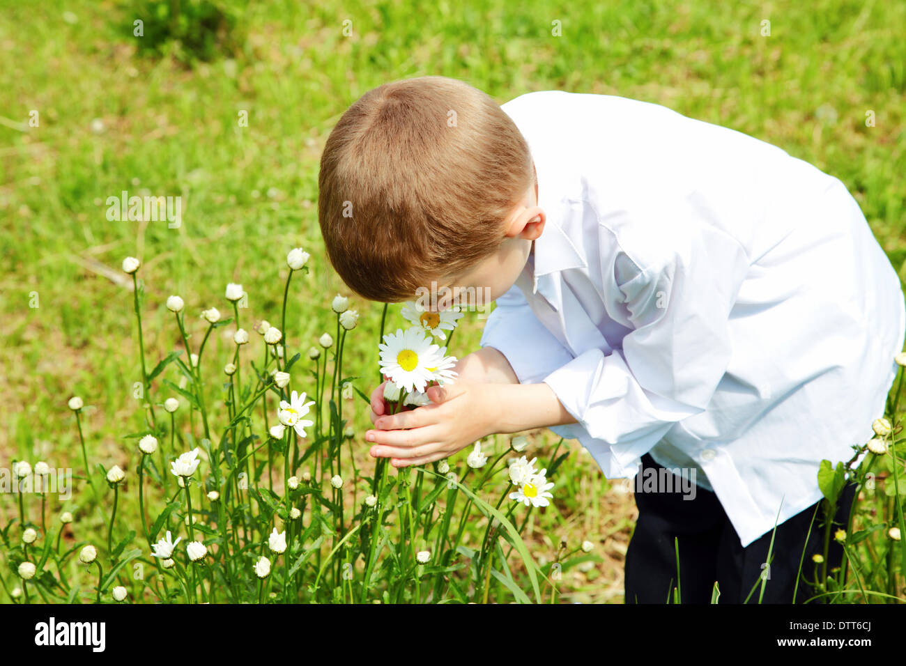 Der junge hält Hände Blumen von einem Kamille Stockfoto