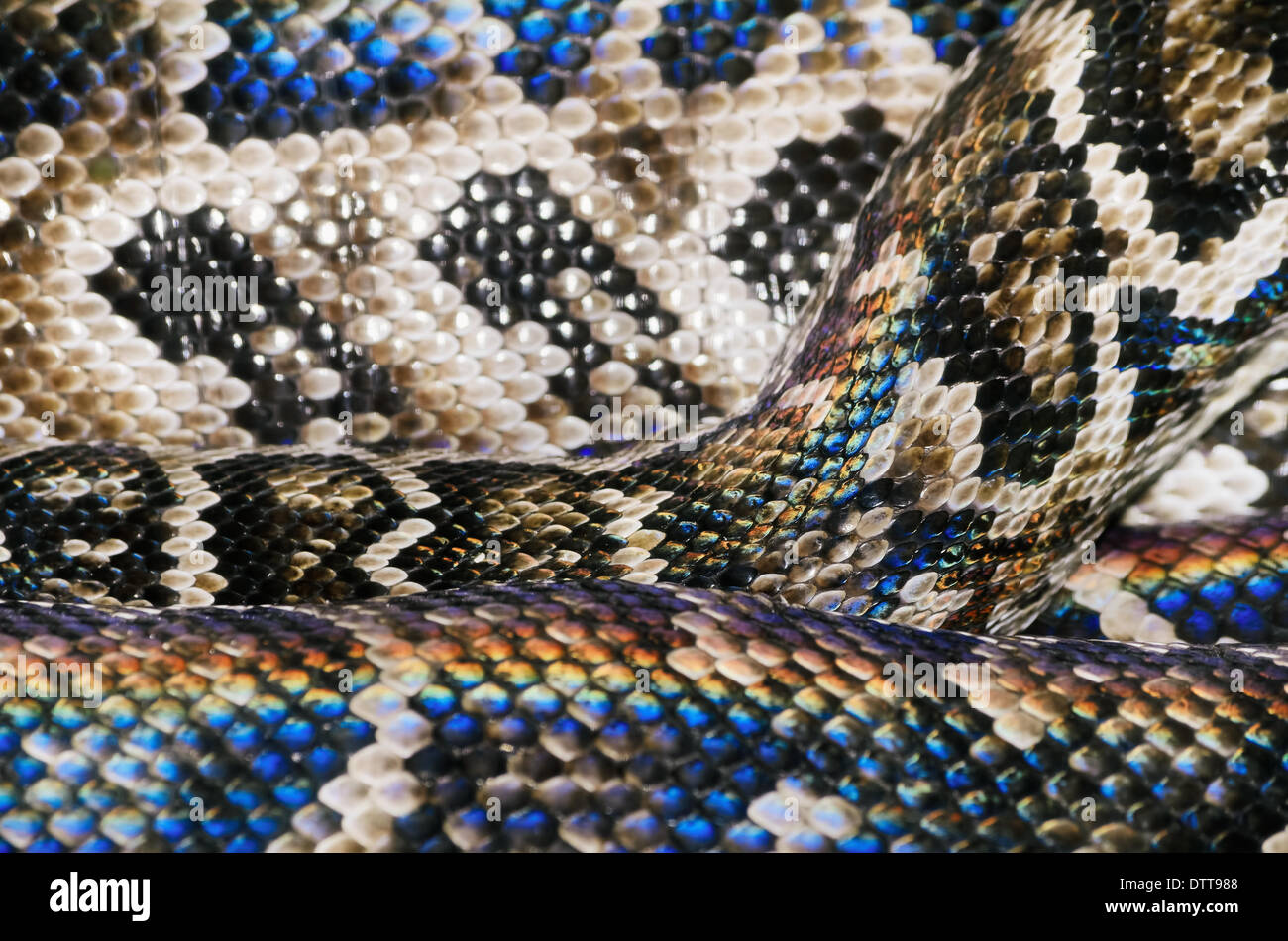 Snake Skin Stockfoto