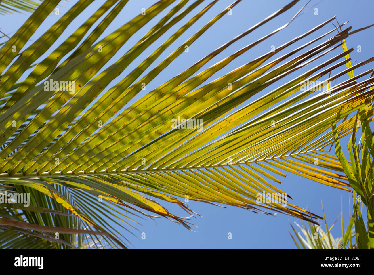 Ein Palm-Baum Blatt Detail in Ras Al Khaimah in den Vereinigten Arabischen Emiraten. Stockfoto