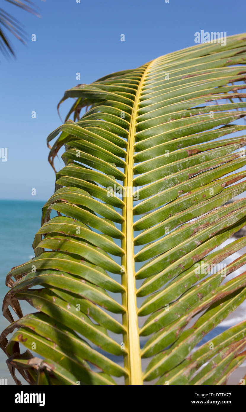 Ein Palm-Baum Blatt Detail in Ras Al Khaimah in den Vereinigten Arabischen Emiraten. Stockfoto