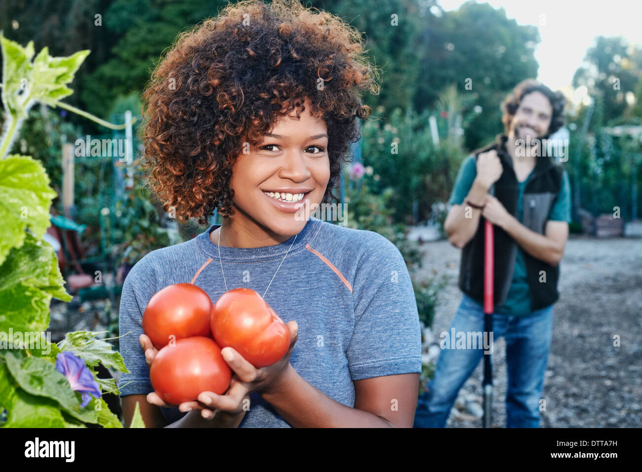 Gemischte Rassen Frau Kommissionierung Tomaten im Garten Stockfoto