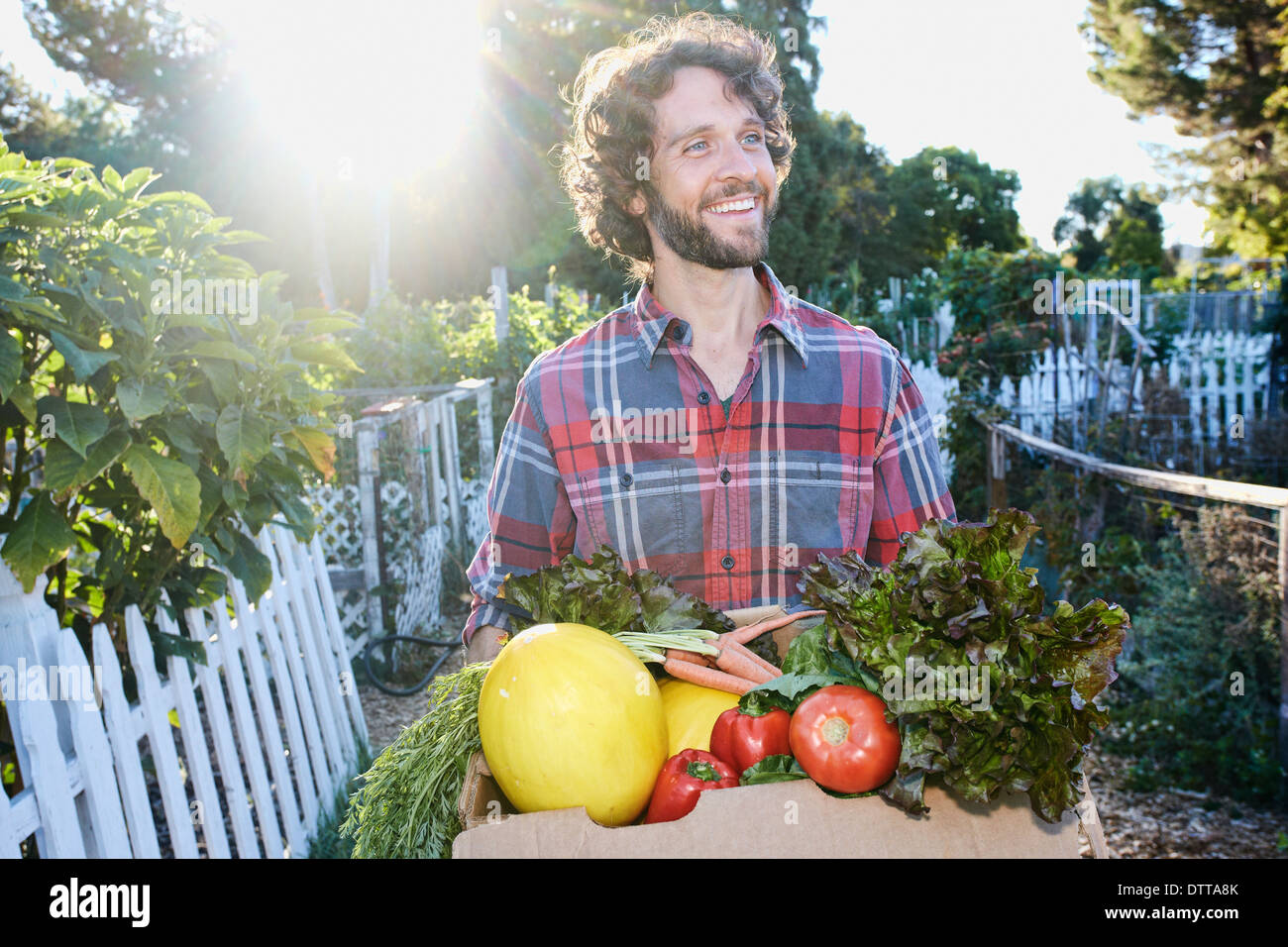 Kaukasischen Mann Ernte Gemüse im Garten Stockfoto