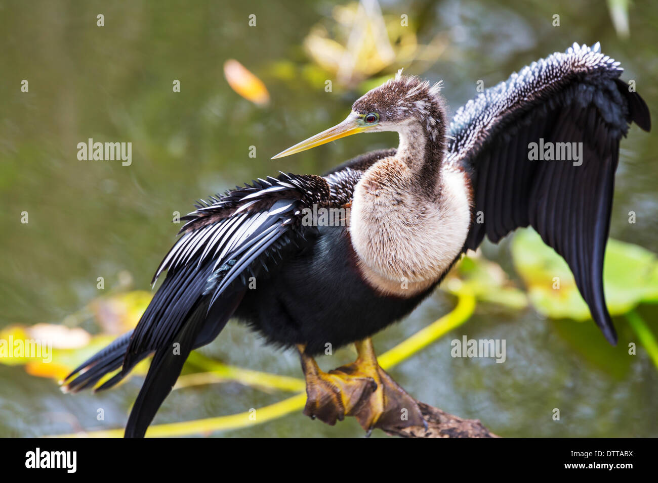 Everglades-Vögel Stockfoto