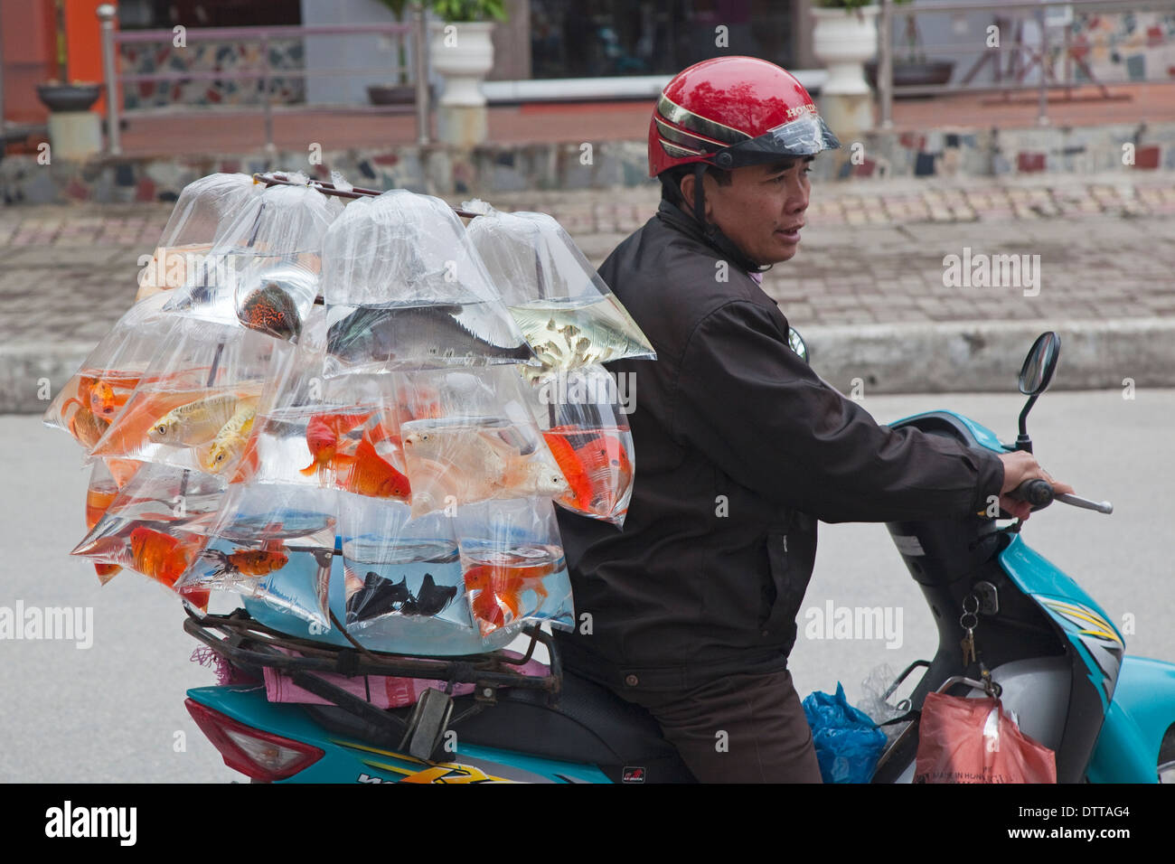 Mobilen Verkäufer verkaufen Goldfische in Plastiktüten gefüllt mit Wasser,  von der Rückseite von seinem Roller in Hon Gai, Vietnam Stockfotografie -  Alamy