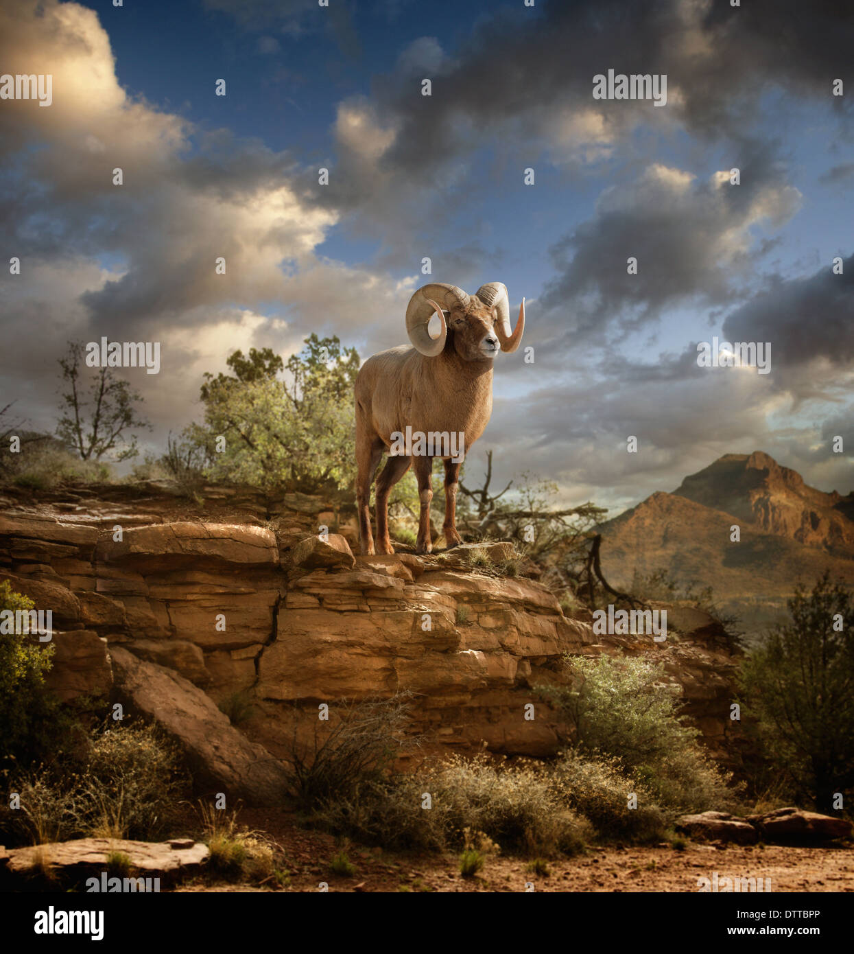 RAM auf Felsformation in Wüste Stockfoto