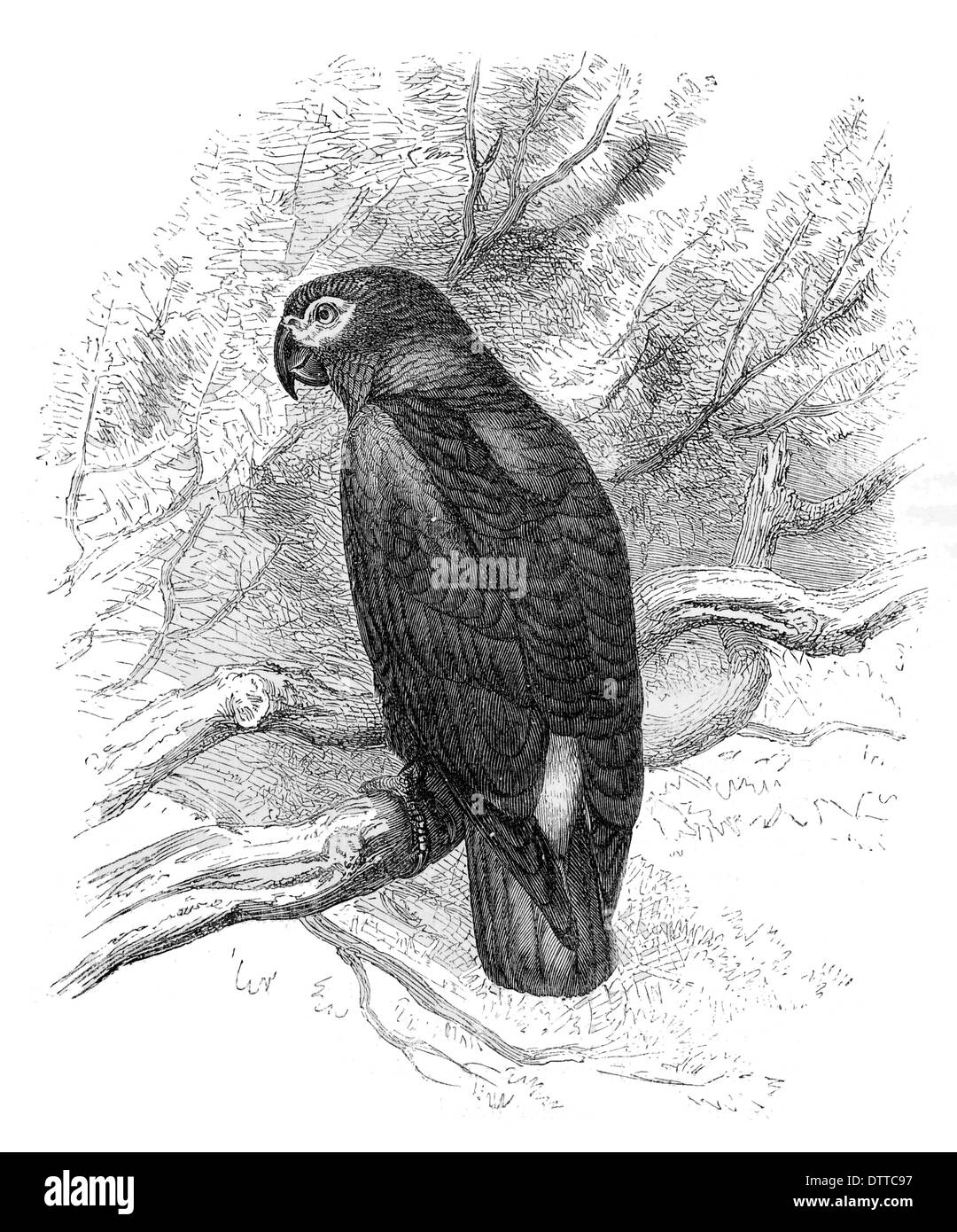 Die Jako Psittacus erithacus Stockfoto