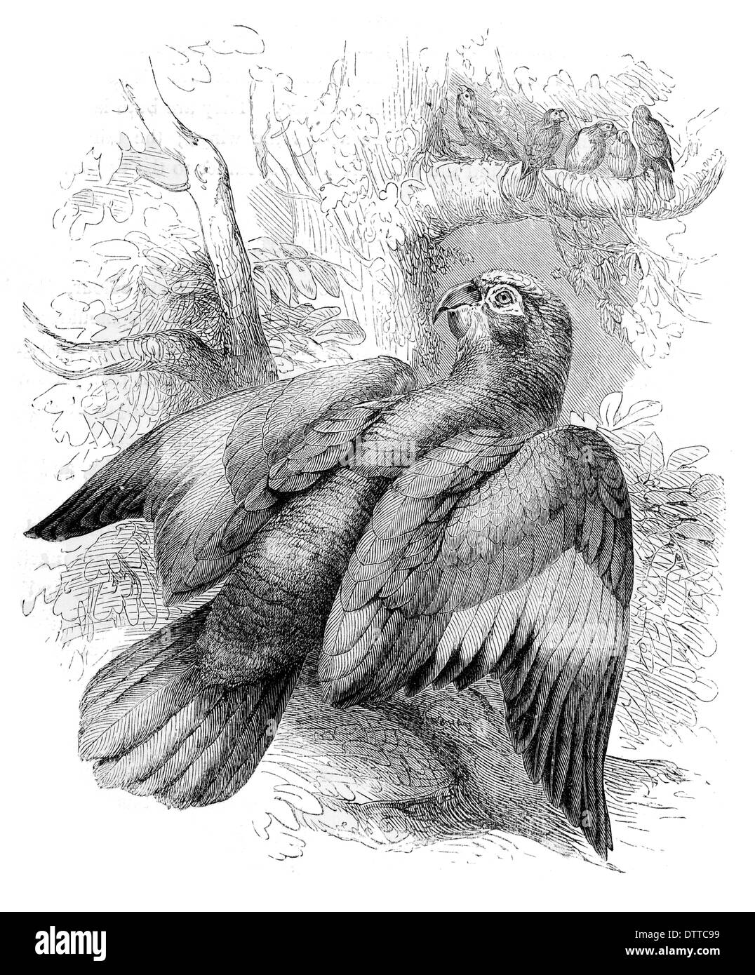 Amazon Parrot Chrysotis Amazonicus Stockfoto