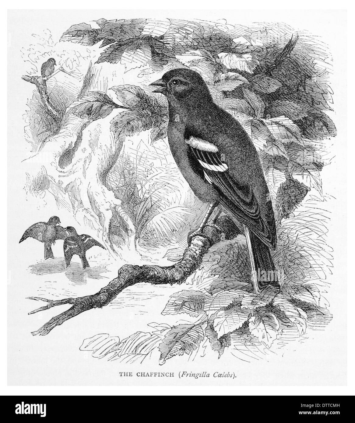 Buchfink Fringilla Coelebs Stockfoto