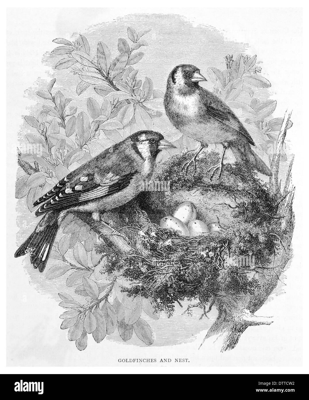 Stieglitz und nest Stockfoto