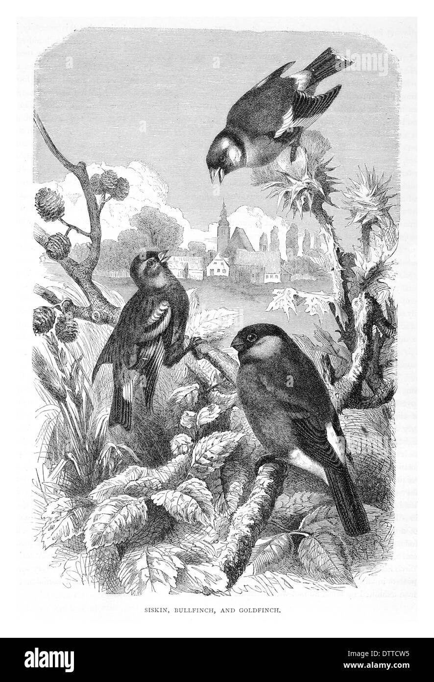 Erlenzeisig, Gimpel und Stieglitz. Stockfoto