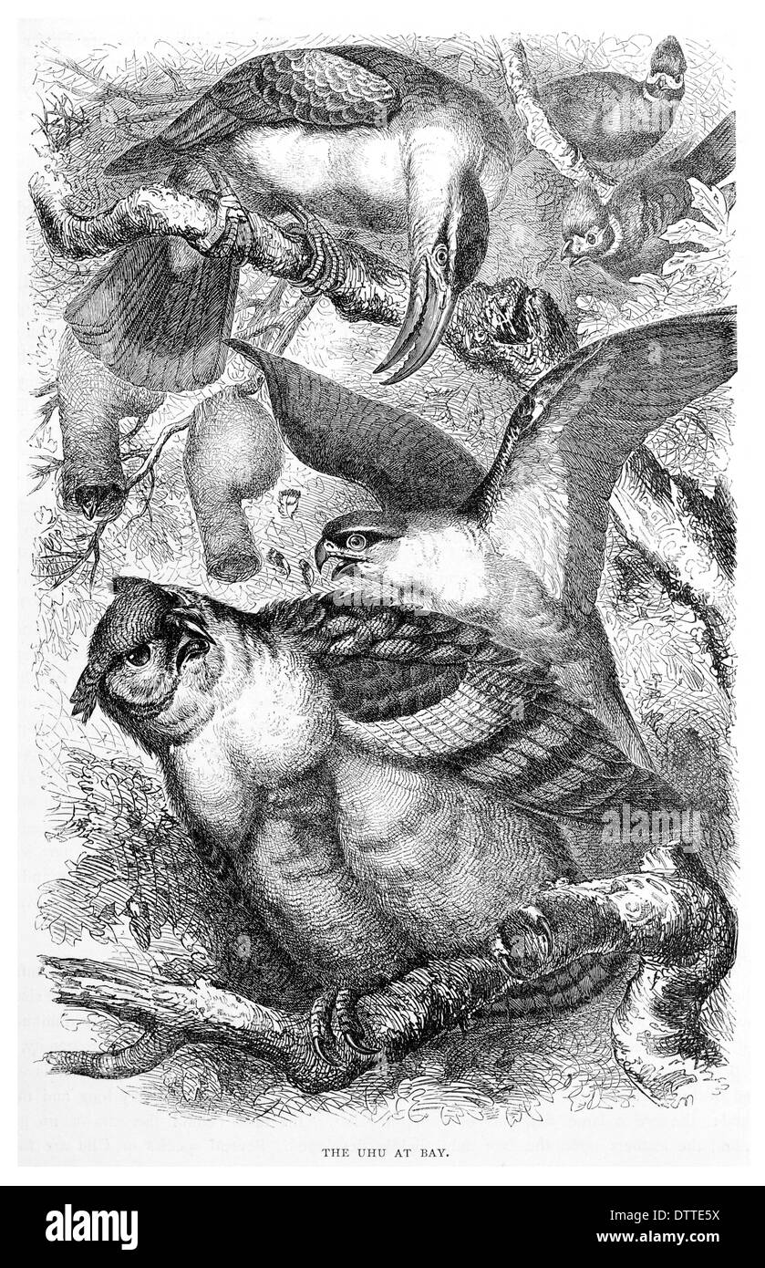 Uhu in Schach Stockfoto