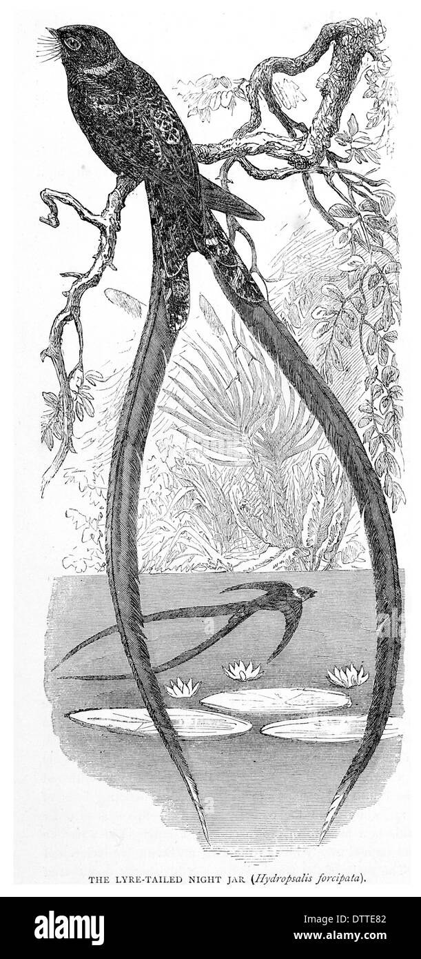 Lyra Tailed Nacht Jar Hydropsalis forcipata Stockfoto