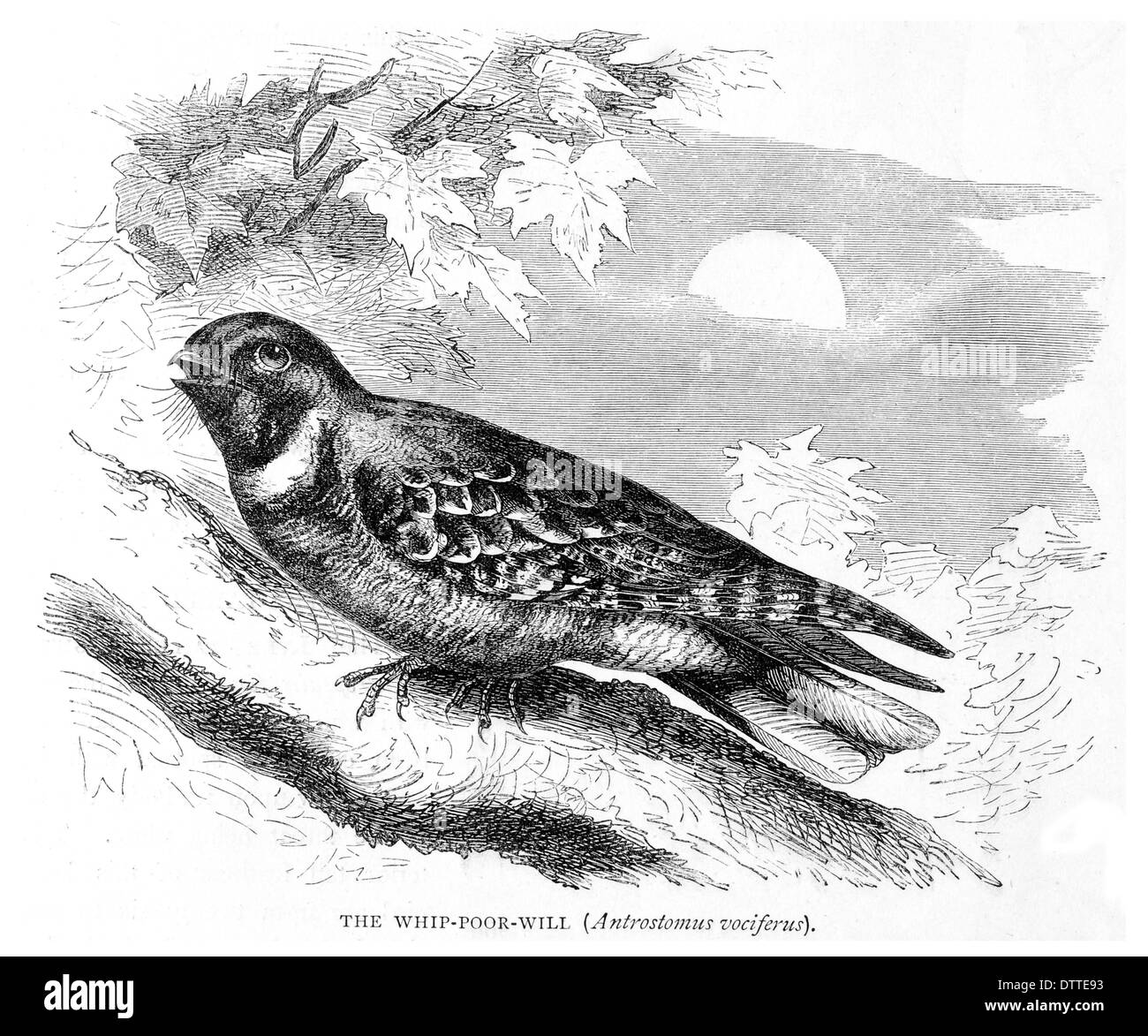 Peitsche Armen Will Antrostomus vociferus Stockfoto