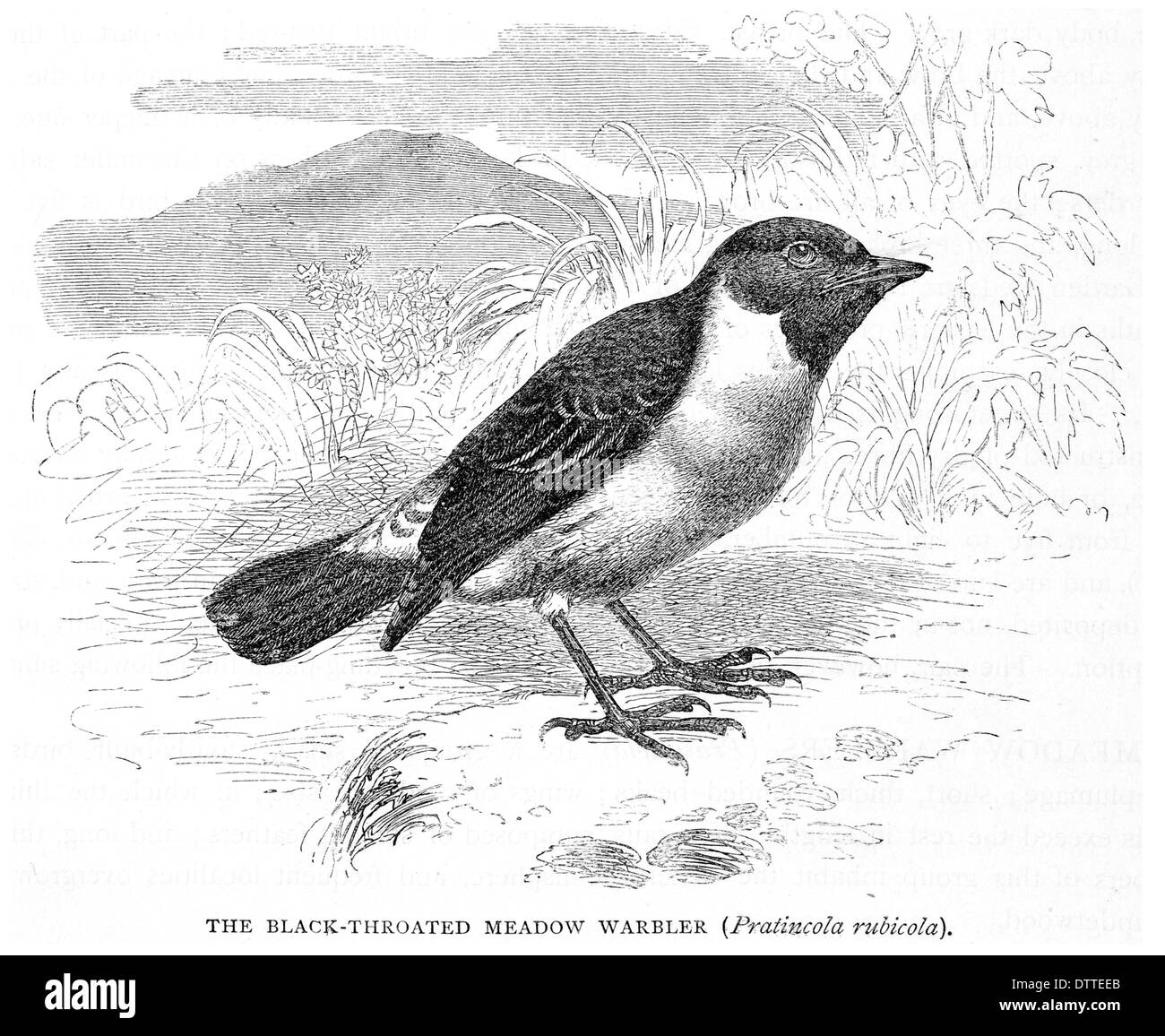 Black-Throated Wiese Warbler Pratincola rubicola Stockfoto