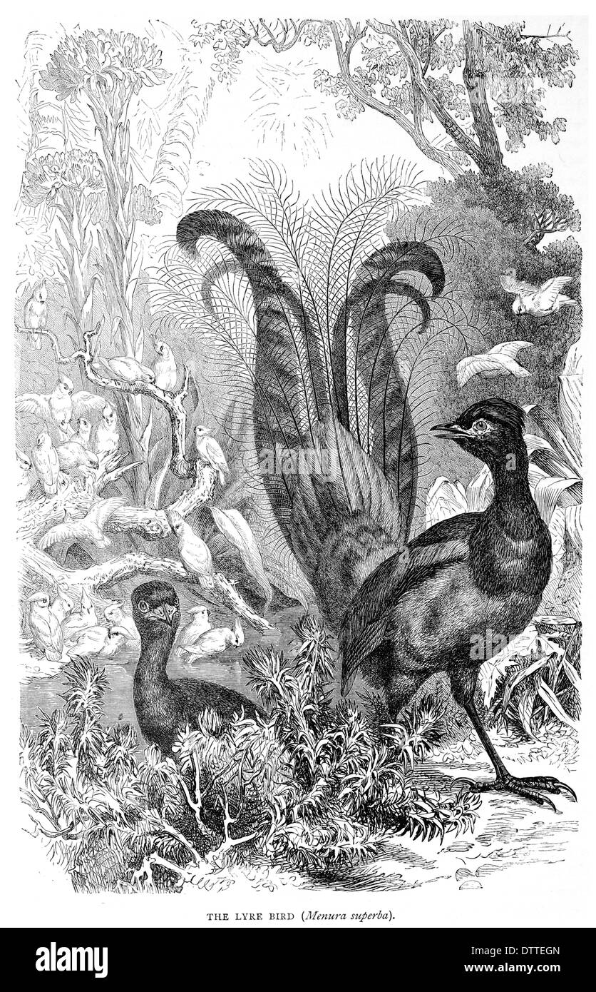 Lyra Vogel Menura superba Stockfoto