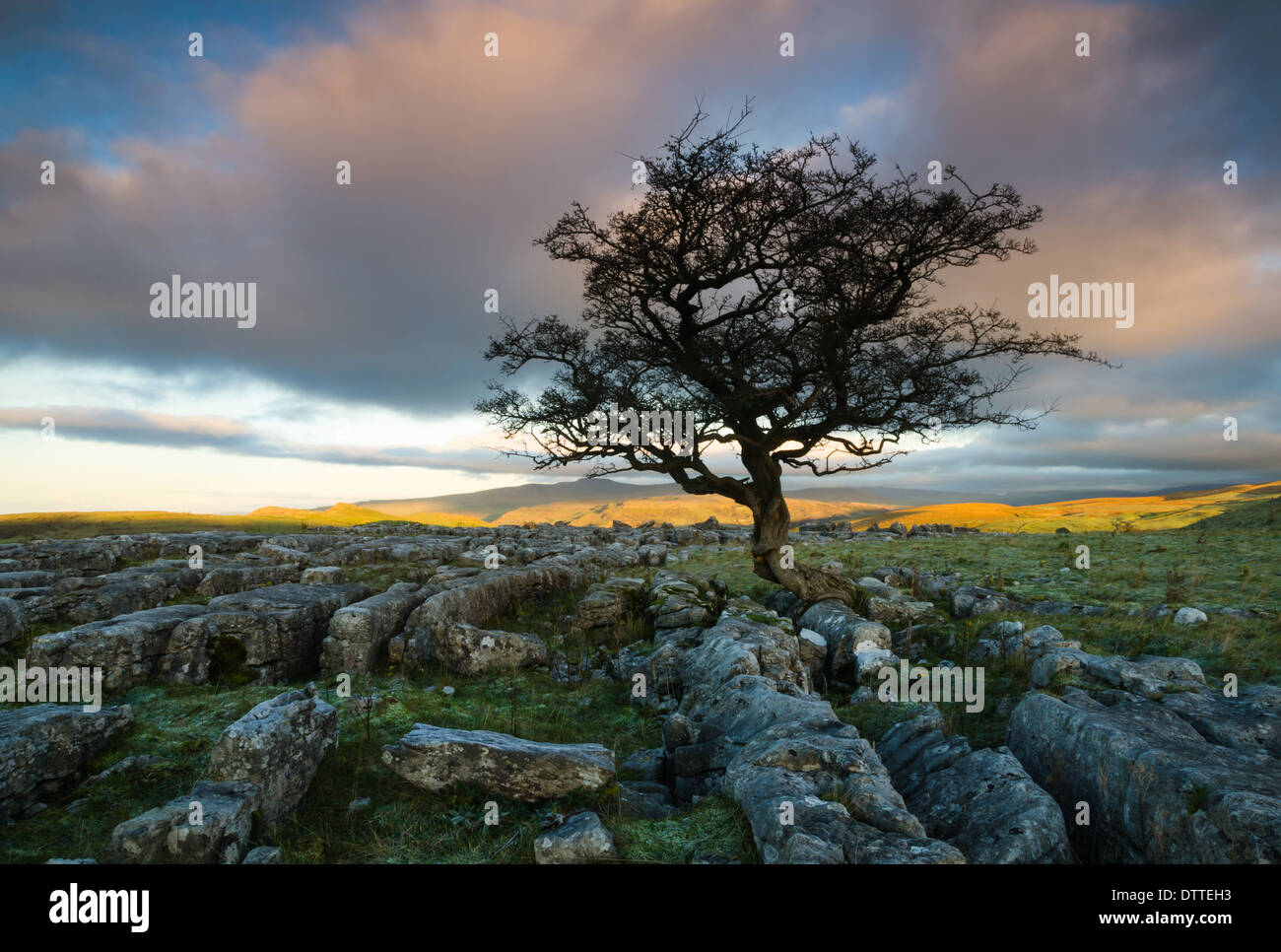 Weißdorn auf Winskill mit Ingleborough über Stockfoto