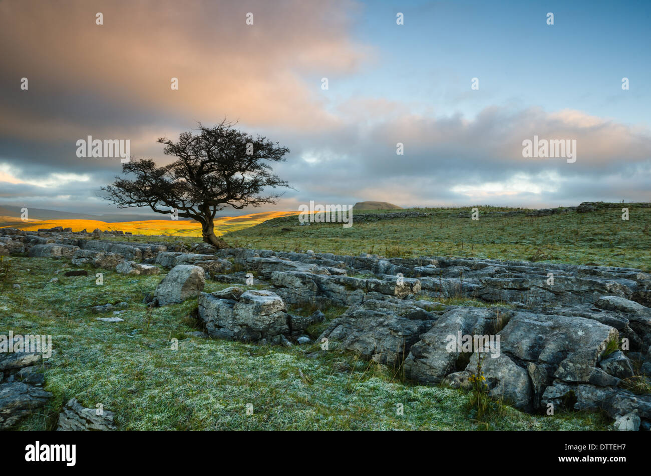 Weißdorn auf Winskill mit Pen-y-Gent über Stockfoto