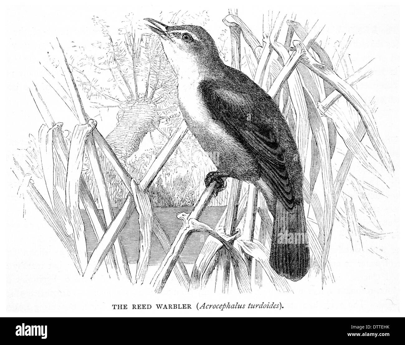 Reed Warbler Acrocephalus turdoides Stockfoto