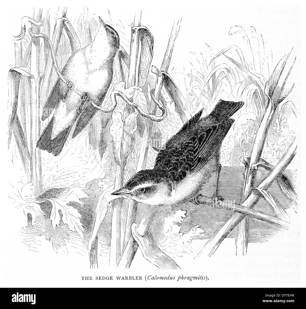 Sedge Warbler Calomodus phragmitis Stockfoto