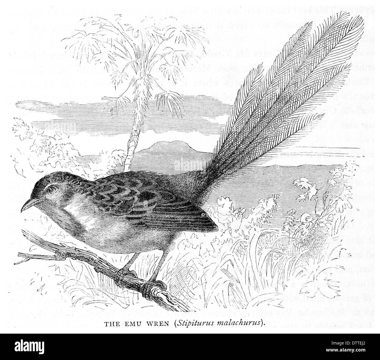 WWU Wren Stipiturus malachurus Stockfoto