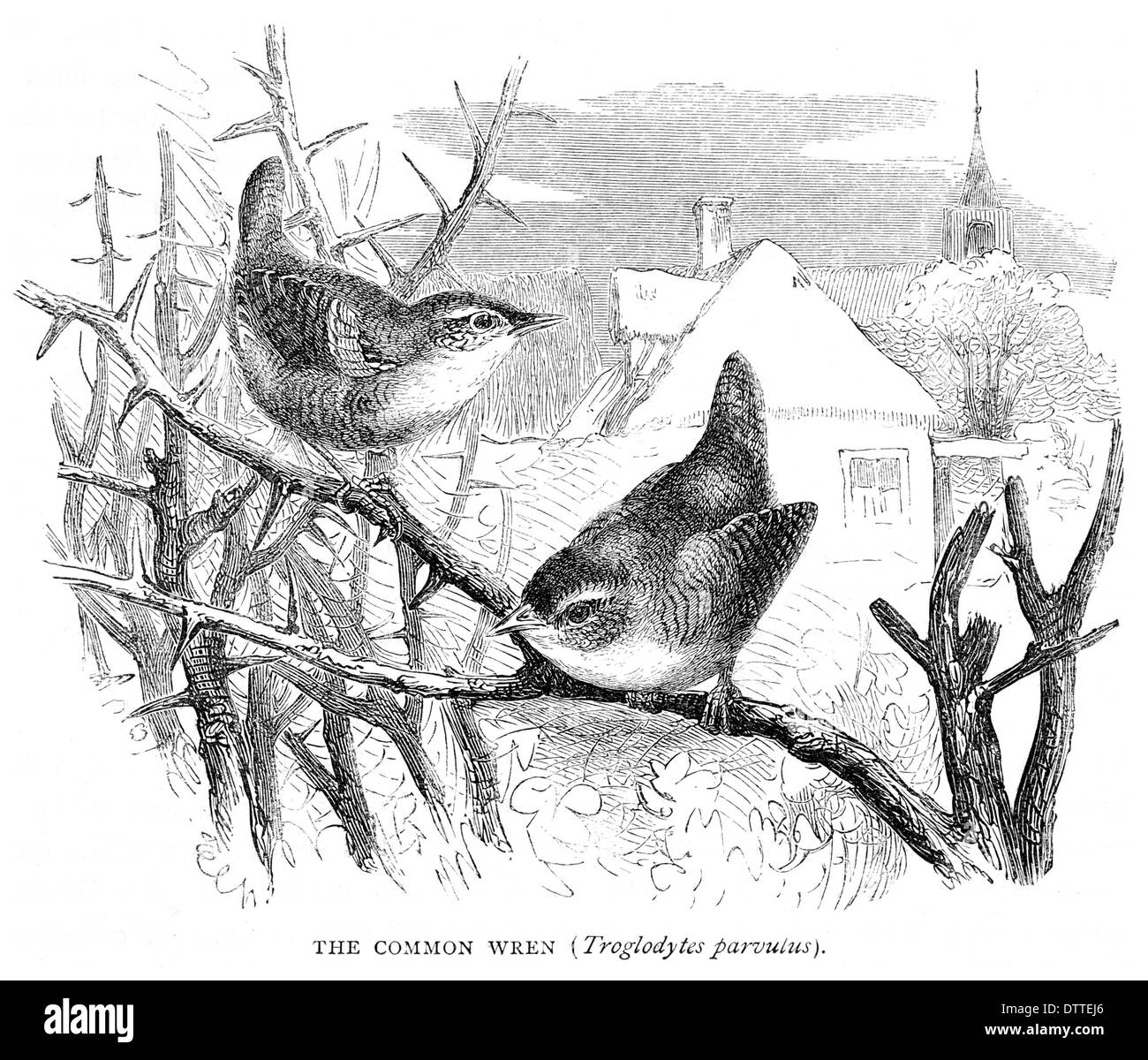 Gemeinsamen Zaunkönig Troglodytes parvulus Stockfoto