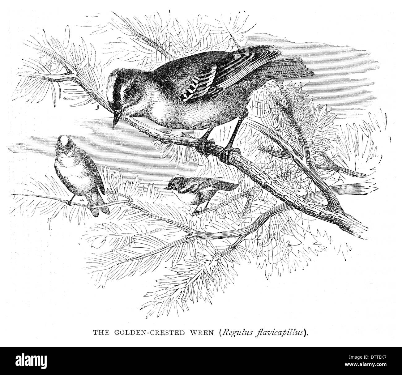Goldene Crested Wren Regulus flavicapillus Stockfoto