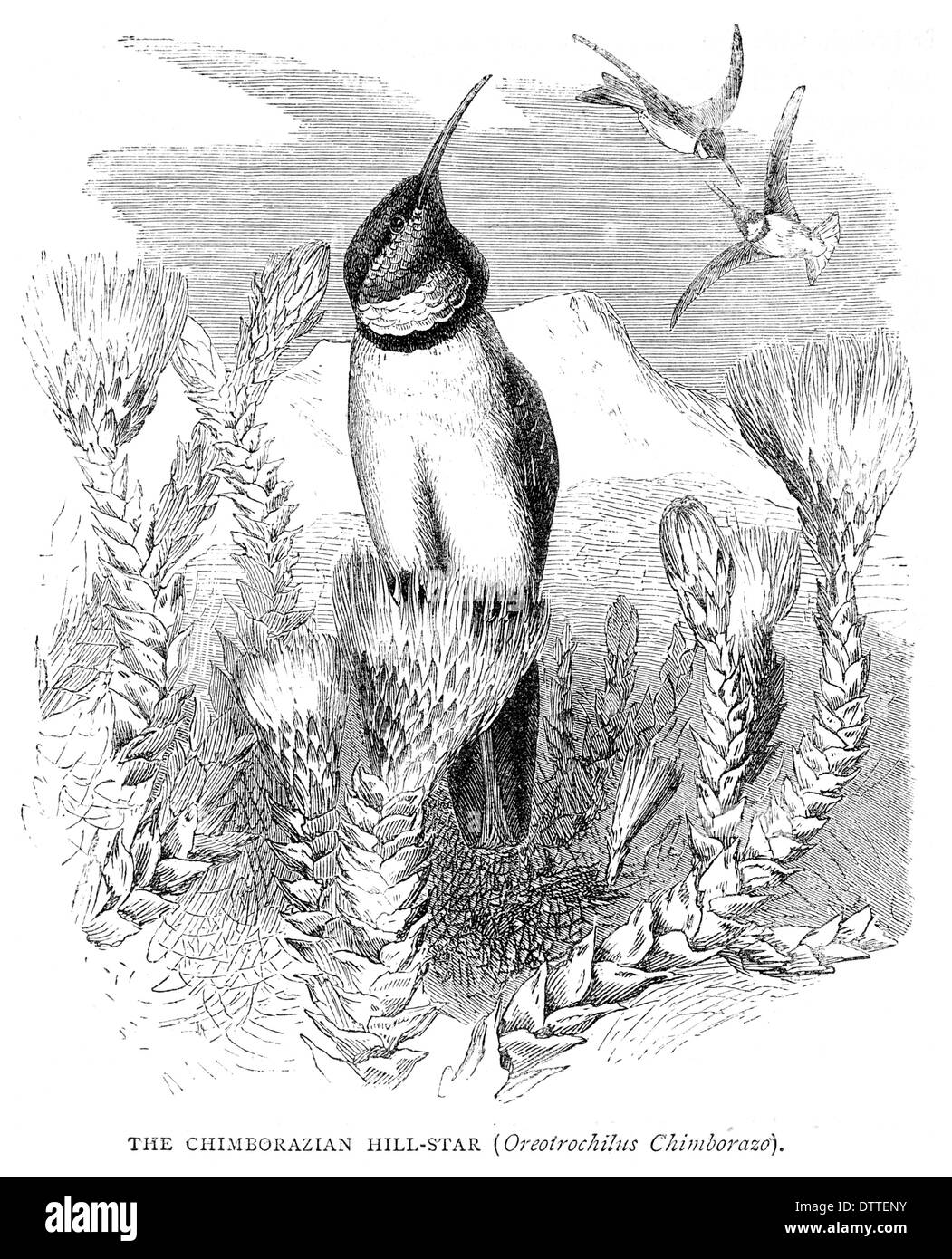Chimborazian Hill Sterne Oreotrochilus Chimborazo Stockfoto
