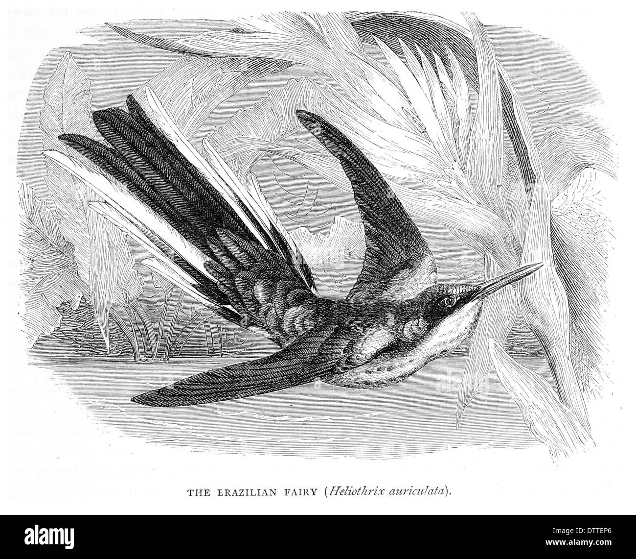 Brasilianische Fee Heliothrix auriculata Stockfoto