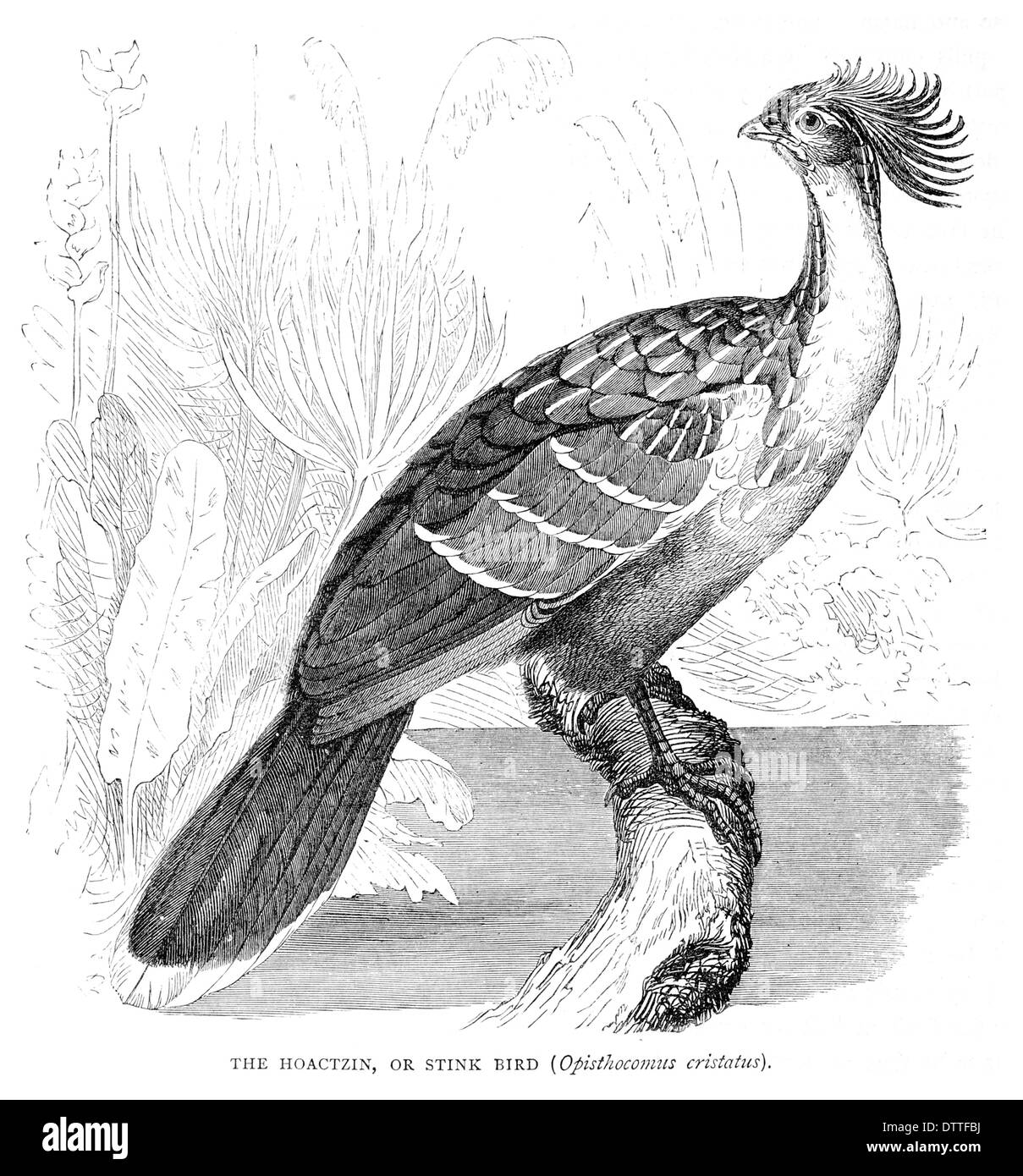 Hoactzin oder stinken Vogel Opisthocomus cristatus Stockfoto