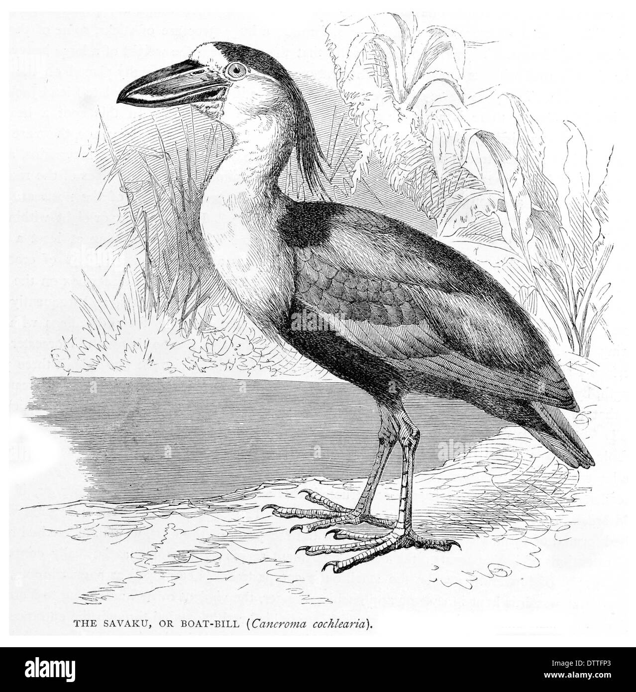 Savaku oder Boot Bill Anchroma cochlearia Stockfoto