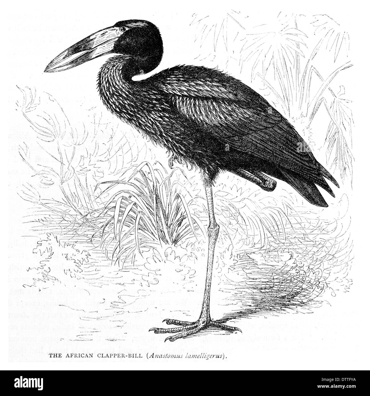 Afrikanische Klöppel Bill Anastomus lamelligerus Stockfoto