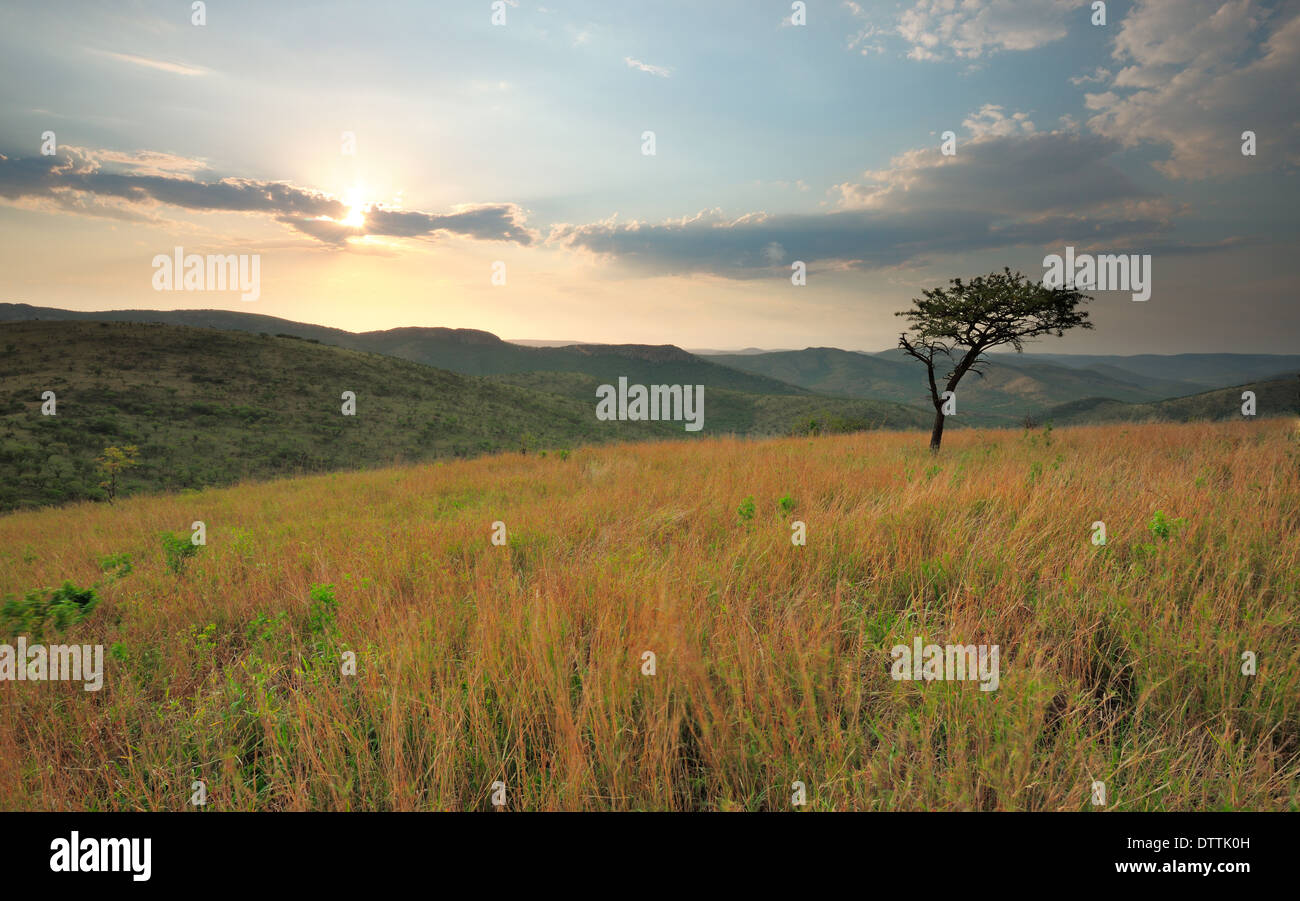 Akazie Baum mit Blick auf Berge und den Sonnenuntergang, Zululand, Südafrika Stockfoto