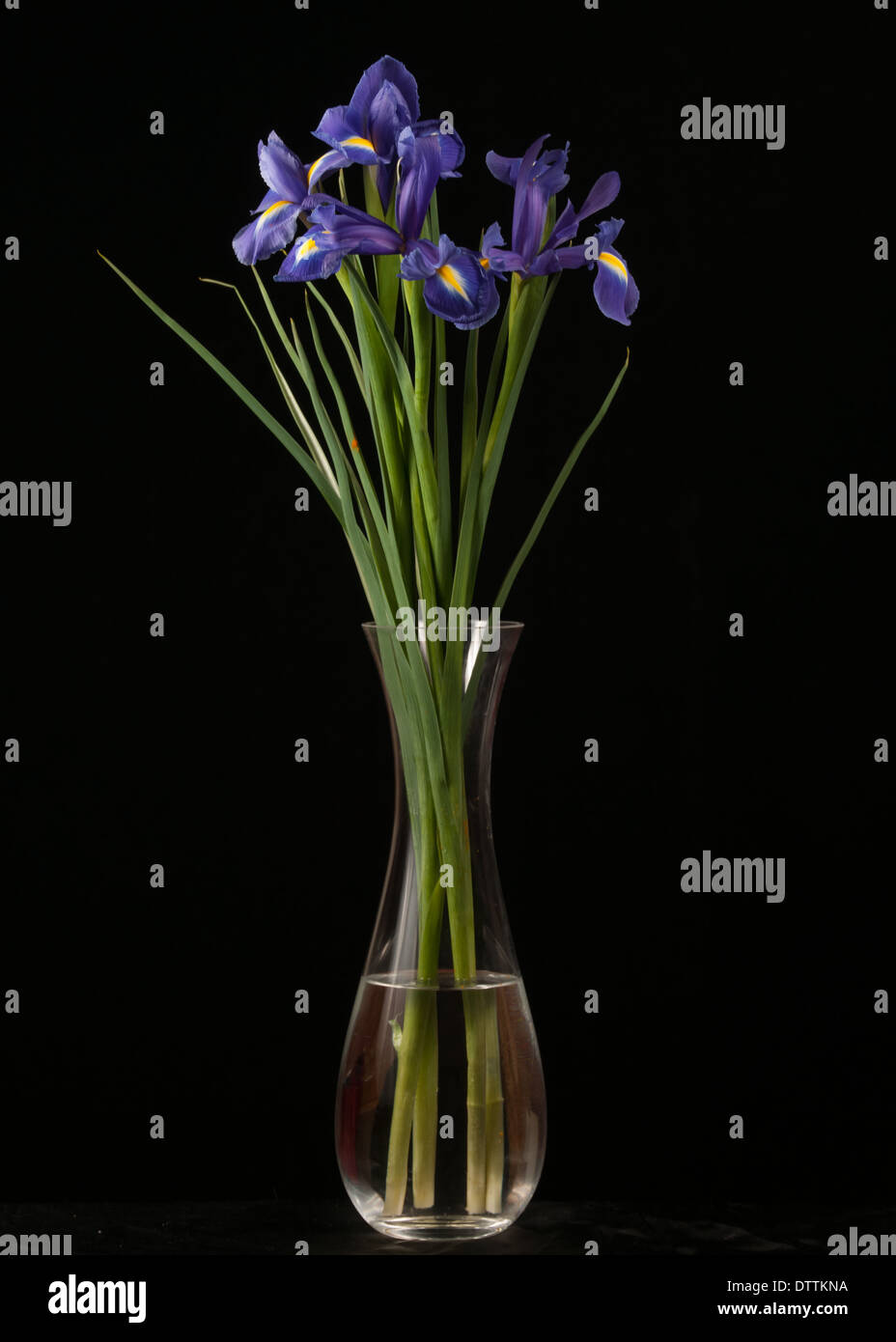 Lebendige lila Iris auf schwarzem Hintergrund Stockfoto