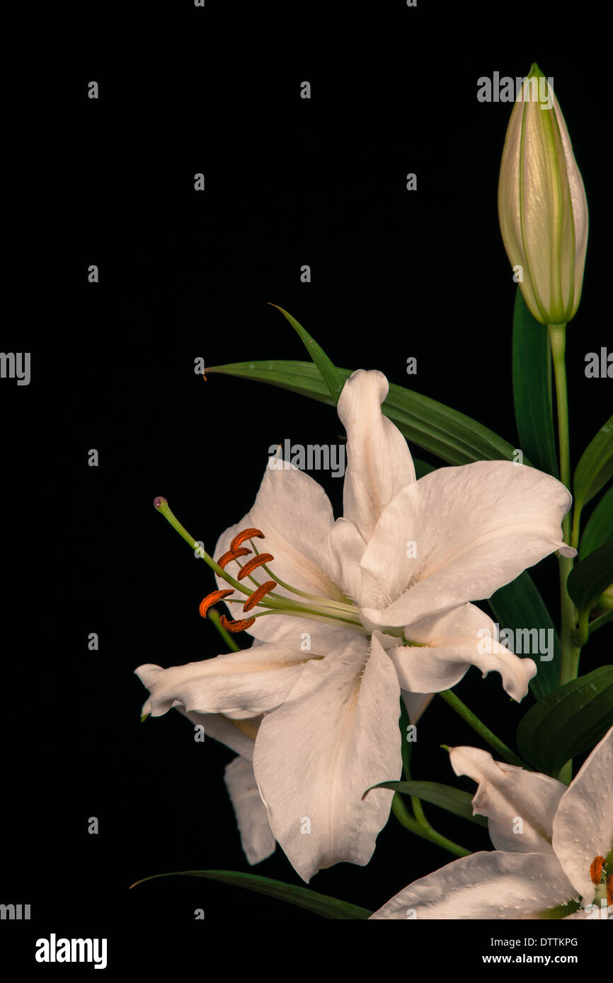 Weiße Lilie auf schwarzem Hintergrund Stockfoto