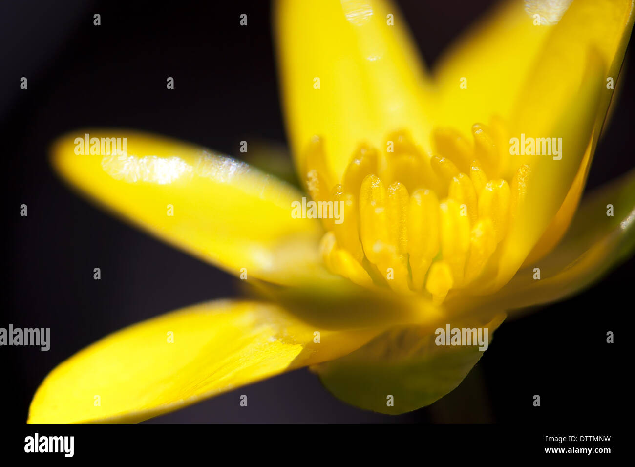 Gelbe Marsh Marigold Stockfoto
