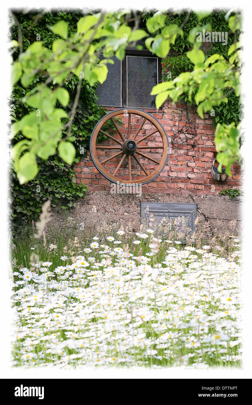 Blumen-Gänseblümchen Stockfoto