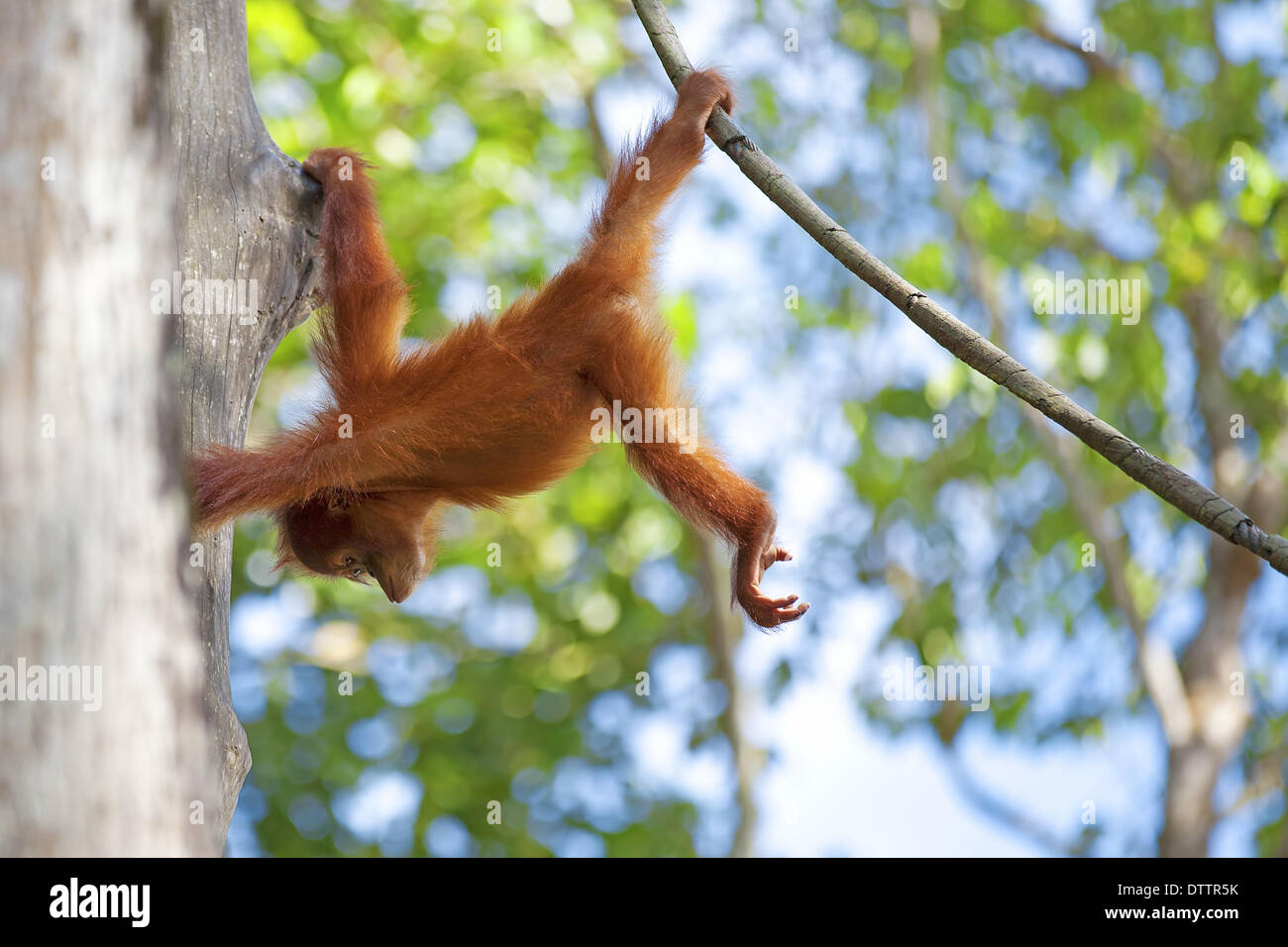 Borneo Orangutan Stockfoto