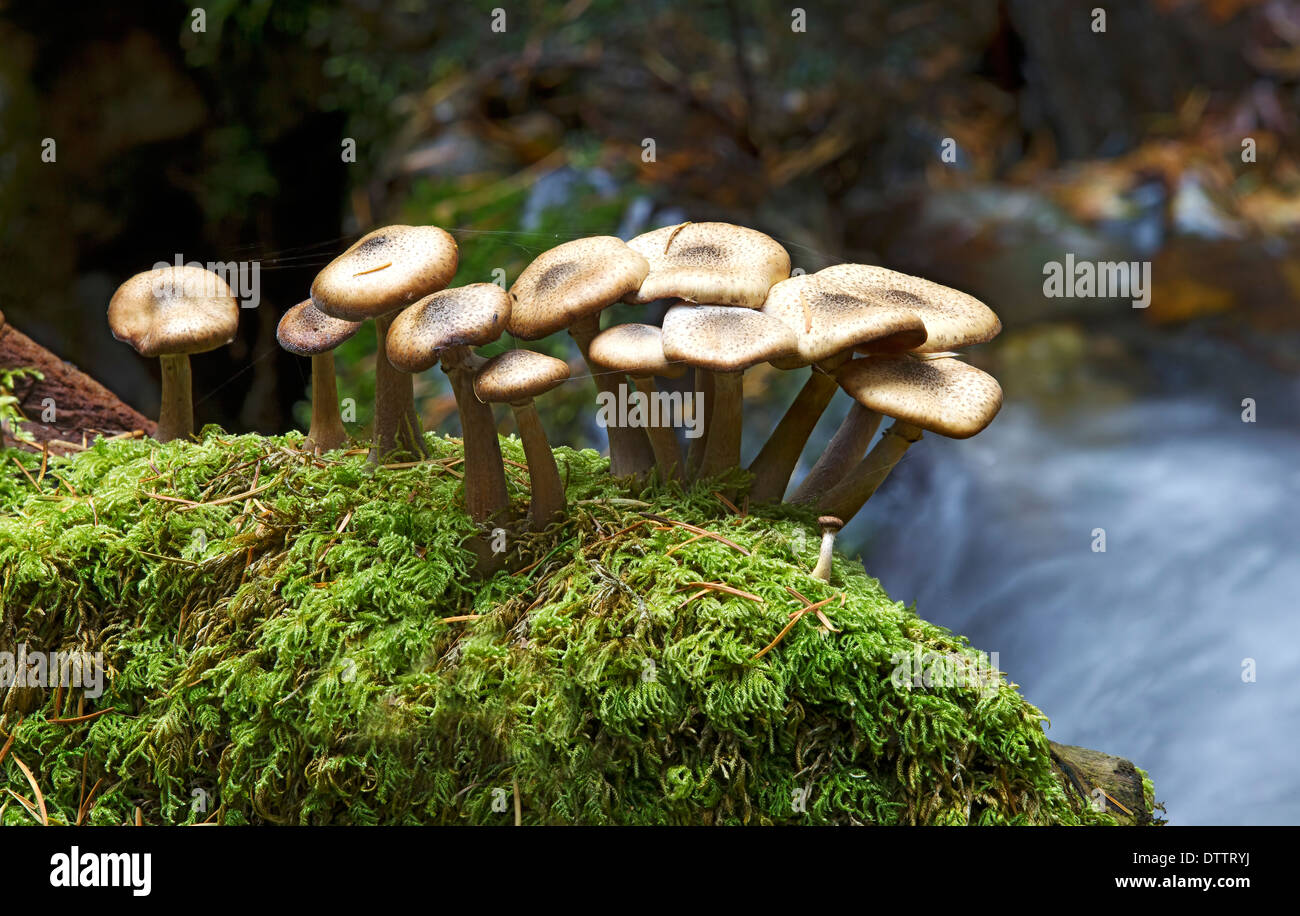 Dunkler Honig Pilze wachsen auf Moosigen in Dodd Holz in der Nähe von Keswick im Lake District, Cumbria anmelden Stockfoto