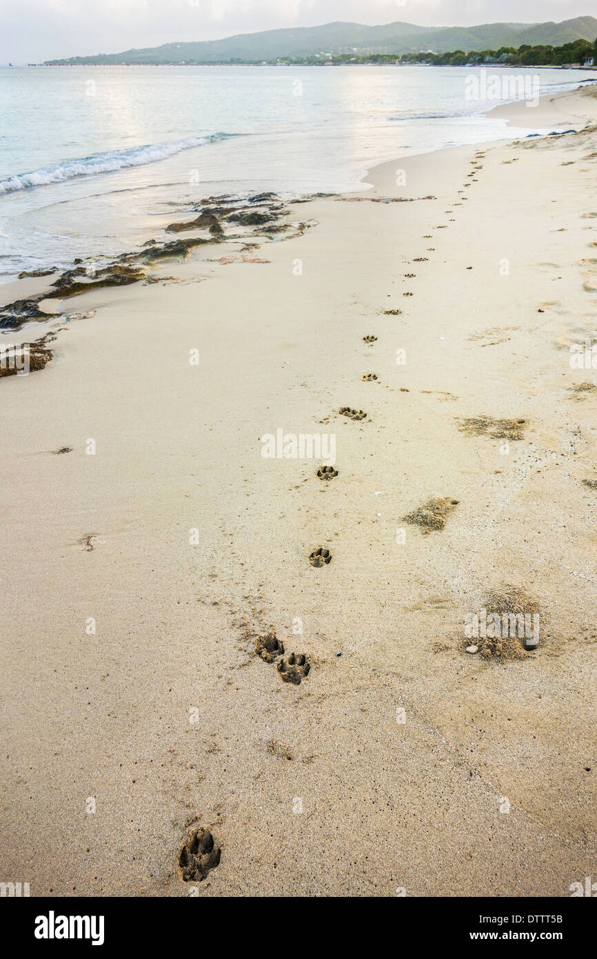 Hundepfote druckt und ein Sand Krabbe Loch markieren den Sand am Strand von St. Croix, U.s. Virgin Islands Stockfoto